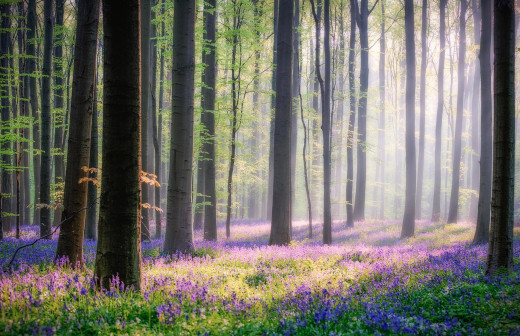 990134 (a): :1920x1240